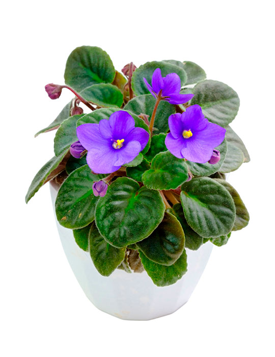 Maintenance tips: African Violet